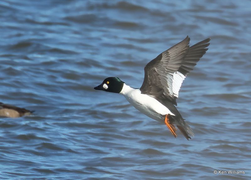 Common Goldeneye male, Pawnee Co, OK, 1-5-2023a2_6057.jpg