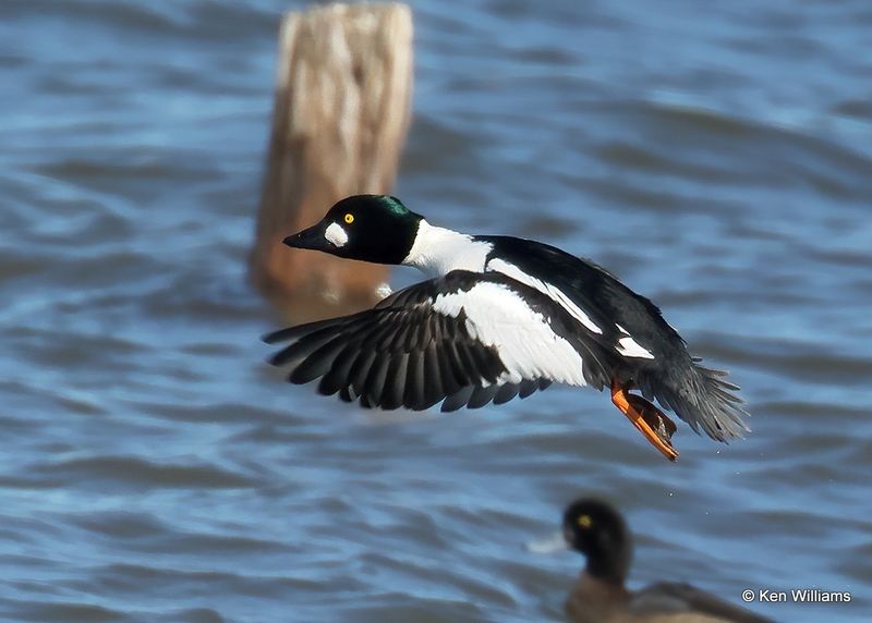 Common Goldeneye male, Pawnee Co, OK, 1-5-2023a2_6059.jpg
