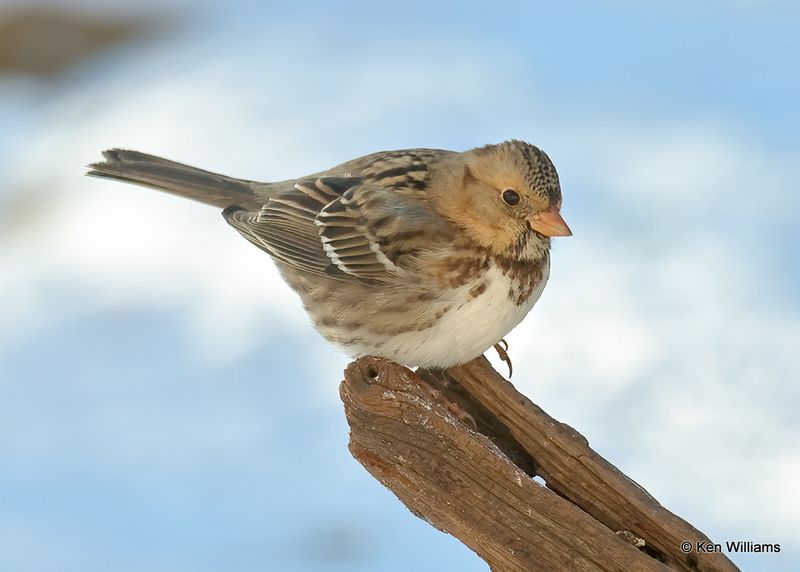 Harris's Sparrow juvenile, Rogers Co yard, Ok, 12-24-2022a2_0L0A3593.jpg