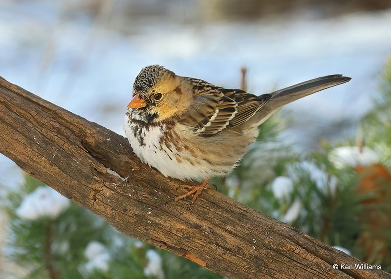 Harris's Sparrow juvenile, Rogers Co yard, Ok, 12-24-2022a2_0L0A3690.jpg