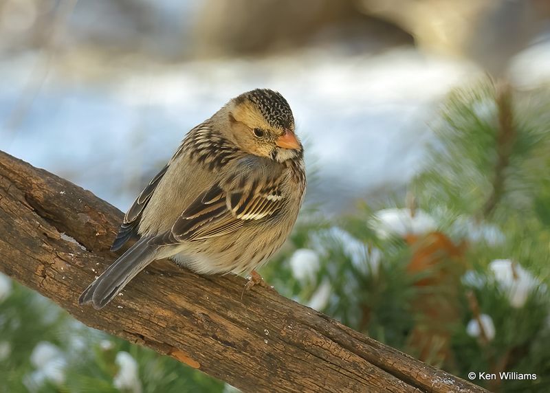 Harris's Sparrow juvenile, Rogers Co yard, Ok, 12-24-2022a2_0L0A3821.jpg