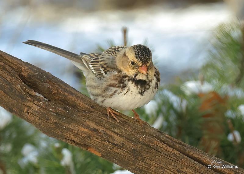 Harris's Sparrow juvenile, Rogers Co yard, Ok, 12-24-2022a2_0L0A3825.jpg