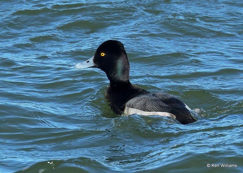 Lesser Scaup male, Kay Co, OK, 1-5-2023a1_5846.jpg