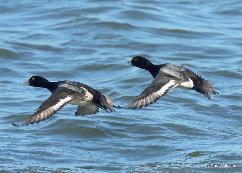 Lesser Scaup males, Kay Co, OK, 1-5-2023a2_5818.jpg