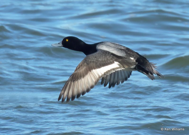 Lesser Scaup male, Kay Co, OK, 1-5-2023a2_5821.jpg