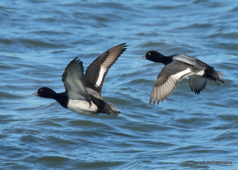 Lesser Scaup males, Kay Co, OK, 1-5-2023a2_5824.jpg