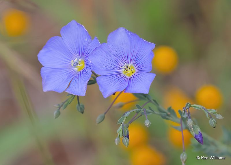 Lewis Flax, Linum lewisii, Capulin Spring, Sandia Peak, NM, 9-23-2022a2_0L0A9493.jpg