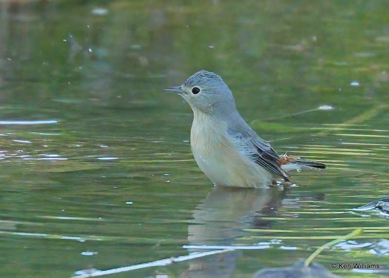 Lucy's Warbler female, Patagonia, AZ, 9-18-2022a2_0L0A4232.jpg