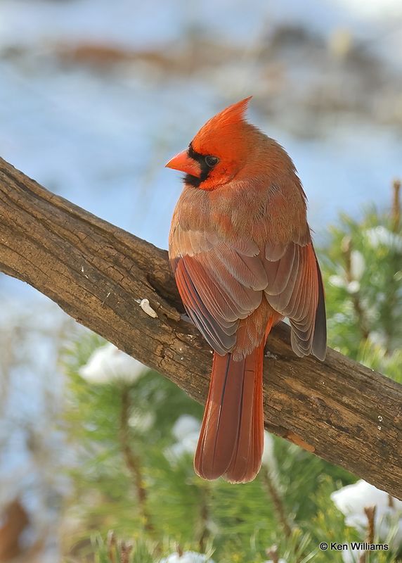 Northern Cardinal male, Rogers Co yard, Ok, 12-24-2022a1_0L0A3643.jpg