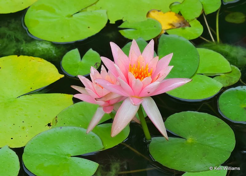 Pink Water Lily, Rogers Co yard, 8-17-22a1_0L0A0071.jpg