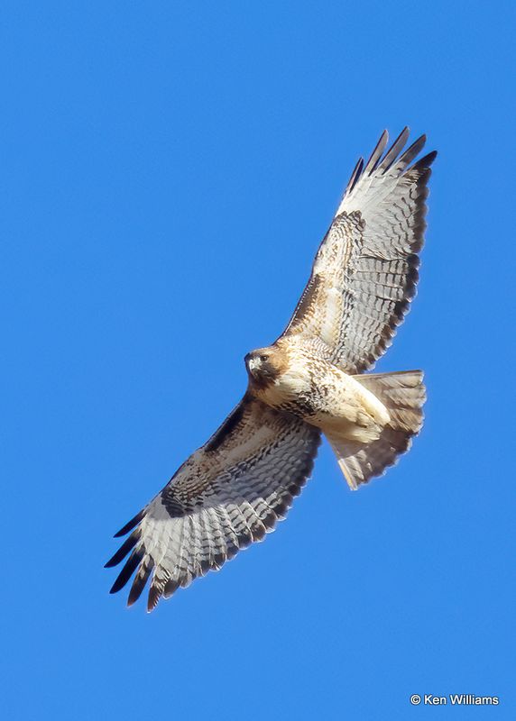 Red-tailed Hawk adult, Noble Co, OK, 1-5-2023a2_5950.jpg