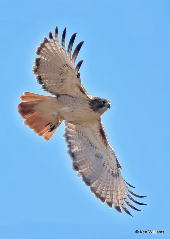 Red-tailed Hawk adult, Pawnee Co, OK, 1-5-2023a2_6113.jpg