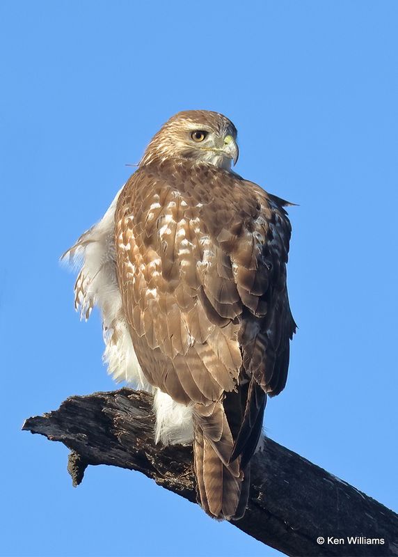 Red-tailed Hawk immature, Osage Co, OK, 1-5-2023a2_5529.jpg