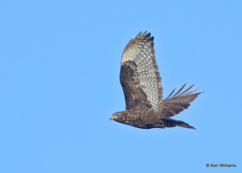 Red-tailed Hawk, Harlan's adult, Osage Co, OK, 1-5-2023a2_5500.jpg