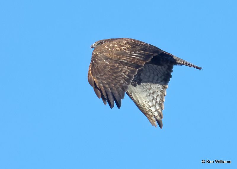 Red-tailed Hawk, Harlan's adult, Osage Co, OK, 1-5-2023a2_5515.jpg