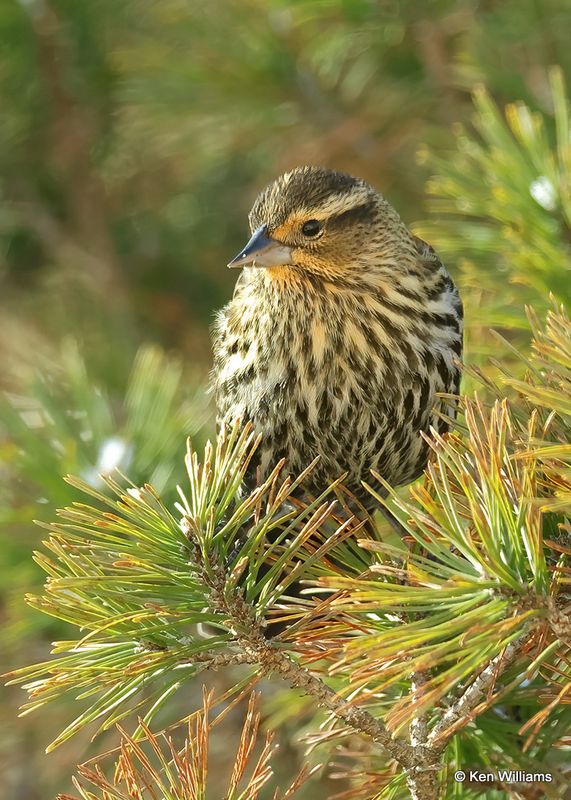 Red-winged Blackbird female, Rogers Co yard, Ok, 12-24-2022a2_0L0A3699.jpg