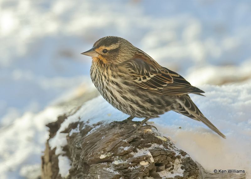 Red-winged Blackbird female, Rogers Co yard, Ok, 12-24-2022a2_3590.jpg