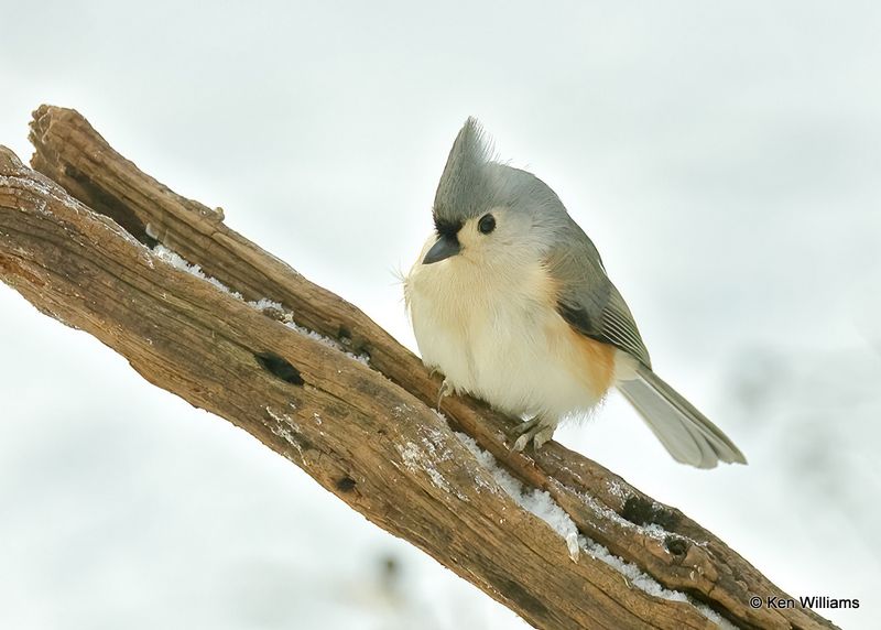 Tufted Titmouse, Rogers Co yard, Ok, 12-23-2022a2_0L0A3565.jpg