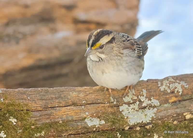 White-throated Sparrow, Rogers Co yard, Ok, 12-24-2022a2_0L0A3620.jpg