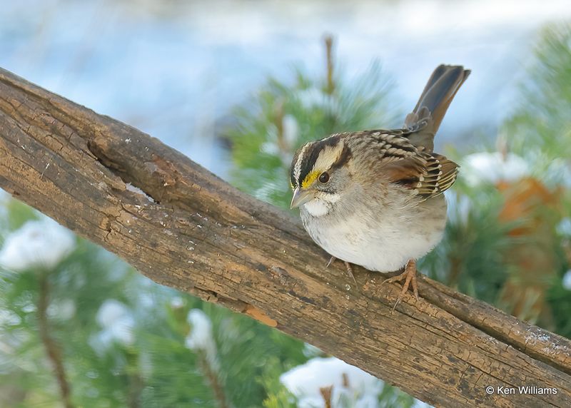 White-throated Sparrow, Rogers Co yard, Ok, 12-24-2022a2_3806.jpg