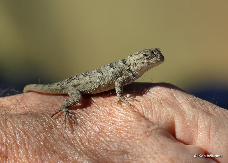 Clarks Spiny Lizard sub adult, Sierra Vista, AZ, 9-17-2022a_0L0A3431.jpg