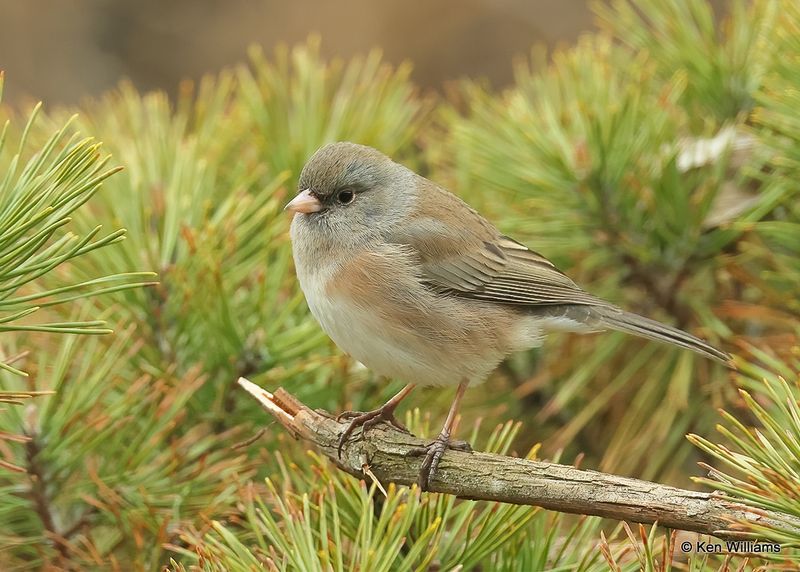 Dark-eyed Junco - Slate-colored subspecies, Rogers Co yard, Ok, 1-13-2023a1_0L0A6220.jpg