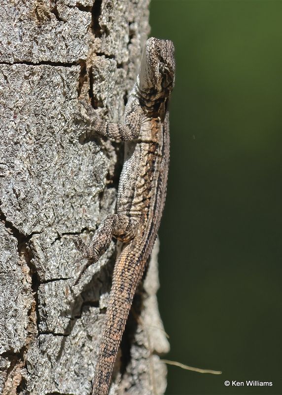 Long-tailed Brush Lizard, Sierra Vista, AZ, 9-17-2022a_0L0A3248.jpg