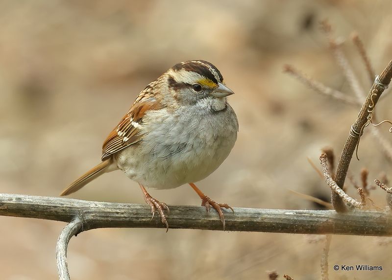 White-crowned Sparrow, Rogers Co yard, Ok, 1-13-2023a2_0L0A6226.jpg