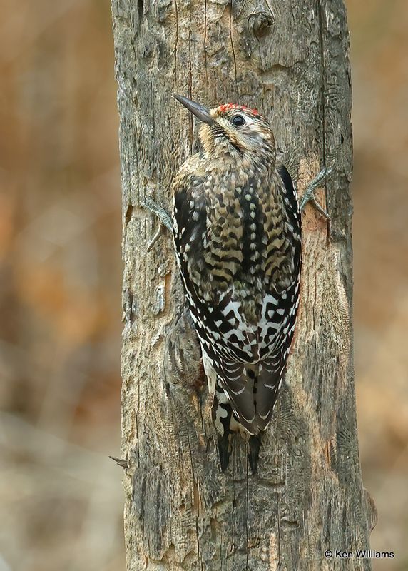 Yellow-bellied Sapsucker juvenile, Rogers Co yard, Ok, 1-15-2023a2_0L0A6136.jpg