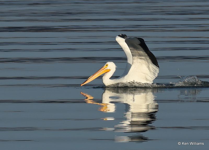 American White Pelican, Fort Gibson Lake, Cherokee Co, OK 2-5-2023a_7025.jpg