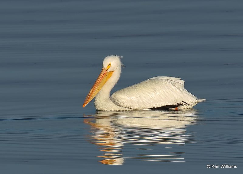 American White Pelican, Fort Gibson Lake, Cherokee Co, OK 2-5-2023a_7045.jpg