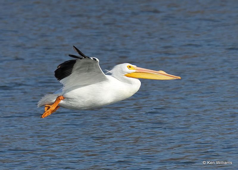 American White Pelican, Fort Gibson Lake, Cherokee Co, OK 2-5-2023a_7510.jpg
