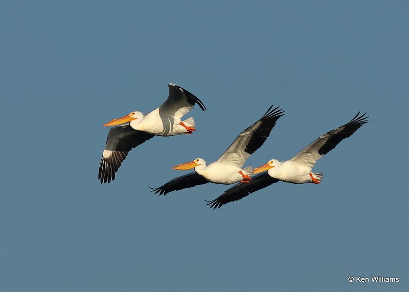 American White Pelicans, Fort Gibson Lake, Cherokee Co, OK 2-5-2023a_7000.jpg
