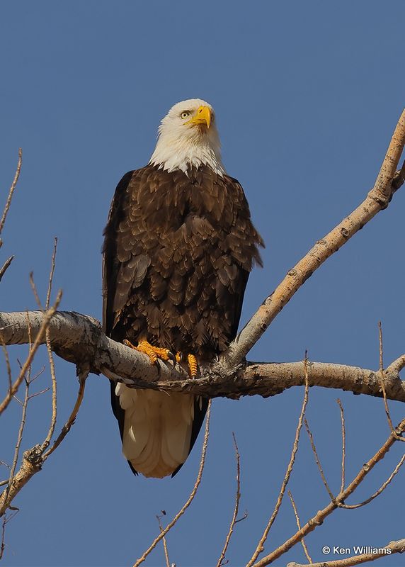 Bald Eagle, Oklahoma Co, OK, 2-13-2023.3jpg