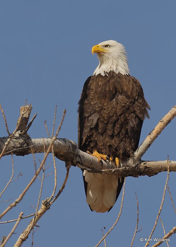 Bald Eagle, Oklahoma Co, OK, 2-13-2023.2jpg