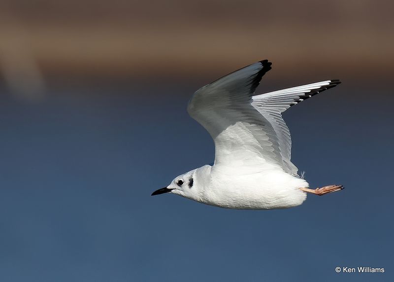 Bonaparte's Gull, nonbreeding, Cherokee Co, OK, 2-5-23a_7503.jpg
