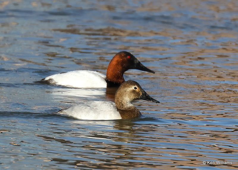Canvasback female, Tulsa Co, Ok, 1-17-2023a_0L0A6602.jpg
