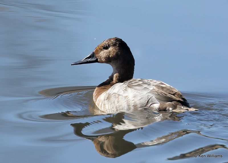 Canvasback female, Tulsa Co, OK, 2-5-23a_7590.jpg