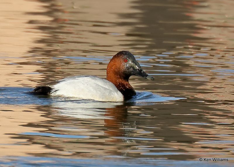 Canvasback male, Tulsa Co, Ok, 1-17-2023a_0L0A6617.jpg
