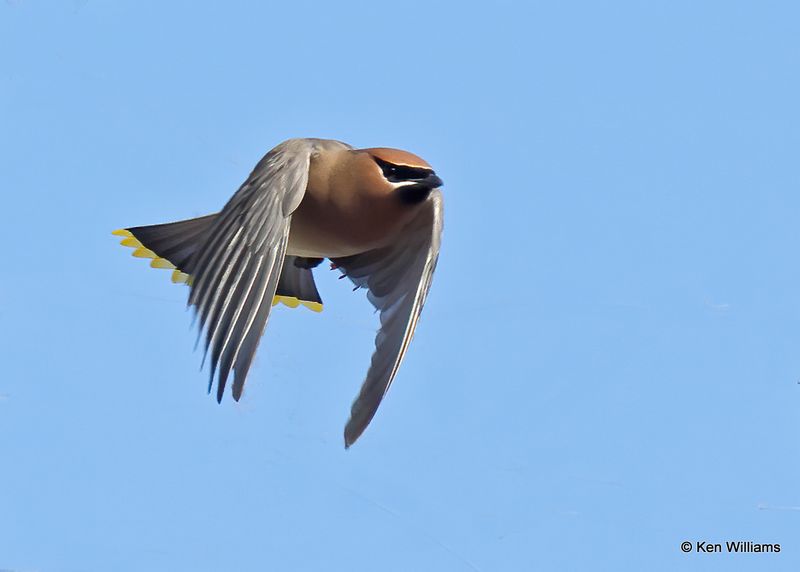 Cedar Waxwing, Fort Gibson Lake, Cherokee Co, OK 2-5-2023a_0L0A7253.jpg