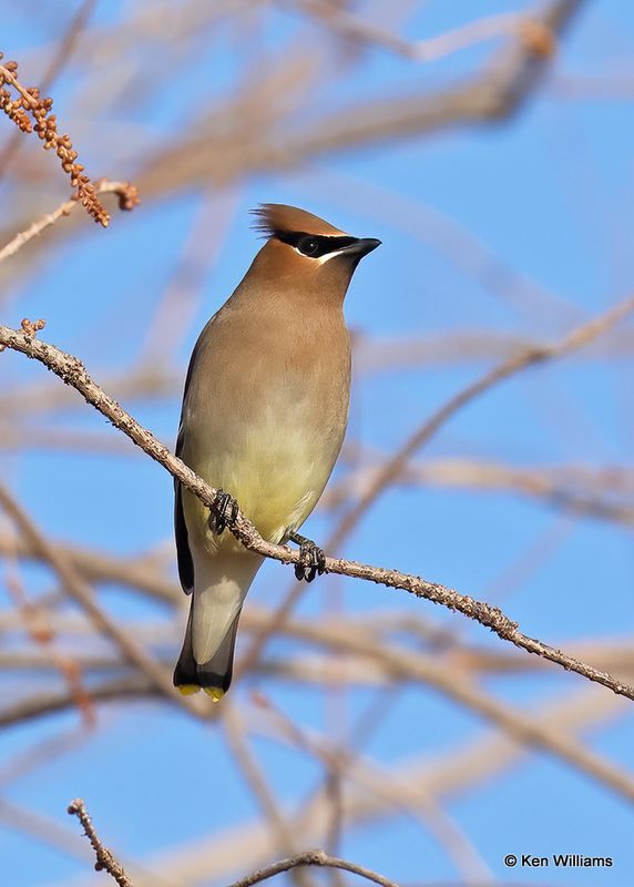 Cedar Waxwing, Fort Gibson Lake, Cherokee Co, OK 2-5-2024.jpg