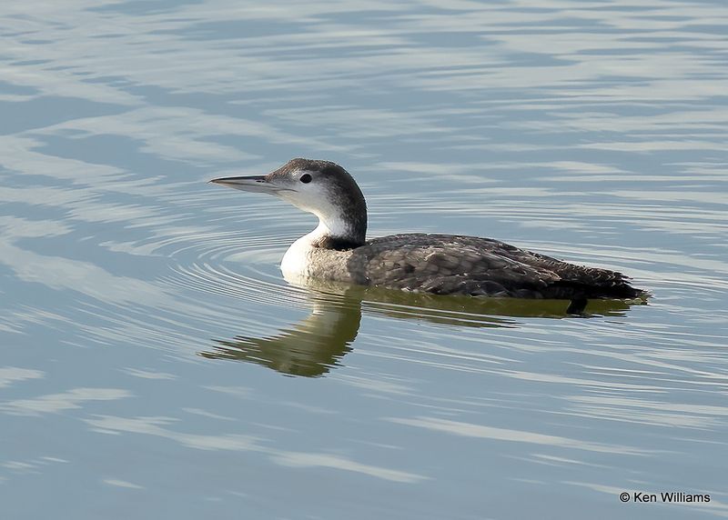 Common Loon non-breeding pumage, Oklahoma Co, OK, 2-13-2023a_0L0A8073.jpg