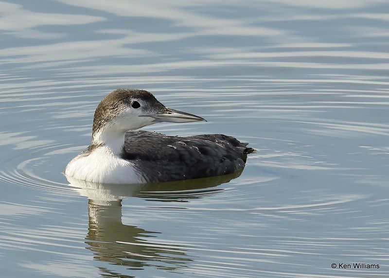 Common Loon non-breeding pumage, Oklahoma Co, OK, 2-13-2023as_0L0A8065.jpg