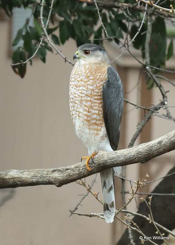 Cooper's Hawk, Rogers Co yard, OK, 1-29-2024.jpg