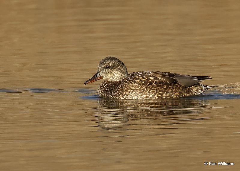 Gadwall female, Tulsa Co, Ok, 1-17-2023a_0L0A6389.jpg