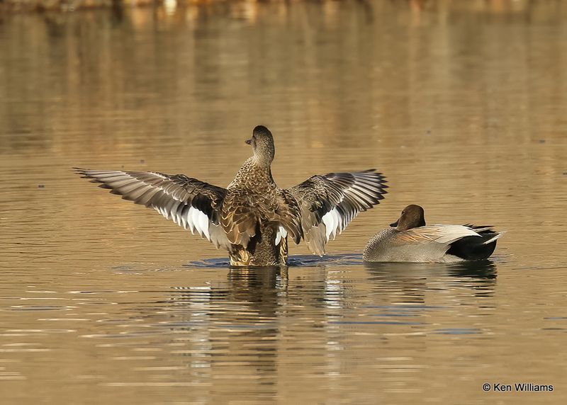 Gadwall female, Tulsa Co, Ok, 1-17-2023a_0L0A6445.jpg
