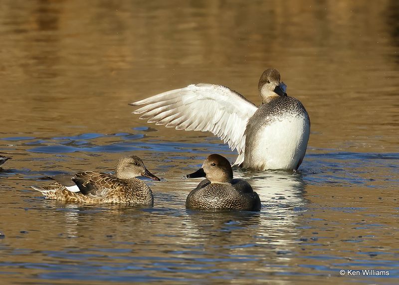 Gadwall, Tulsa Co, Ok, 1-17-2023a_0L0A6427.jpg