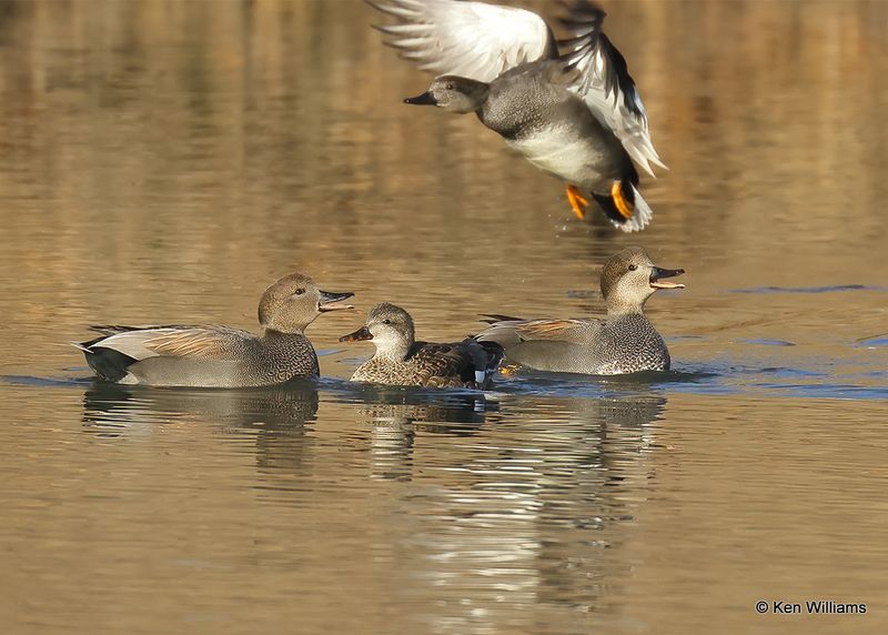 Gadwall, Tulsa Co, Ok, 1-17-2023a_0L0A6454.jpg