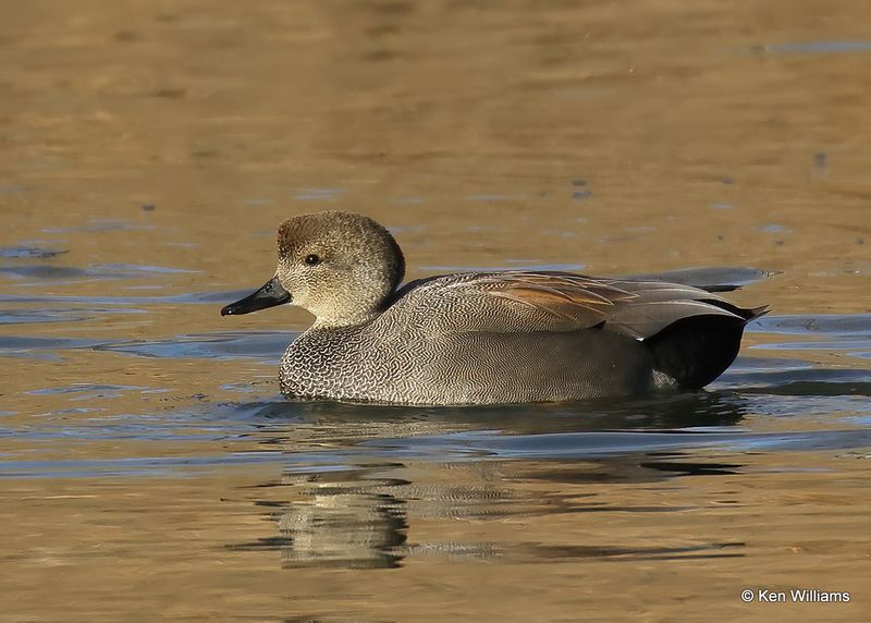 Gadwall male, Tulsa Co, Ok, 1-17-2023a_0L0A6461.jpg