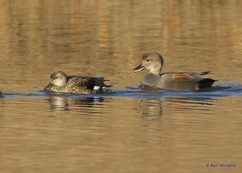 Gadwall pair, Tulsa Co, Ok, 1-17-2023a_0L0A6451.jpg
